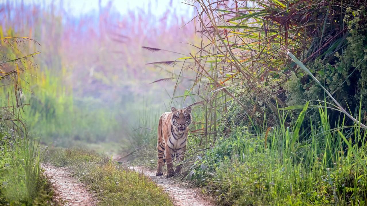 Park Safari Resort Sauraha Zewnętrze zdjęcie